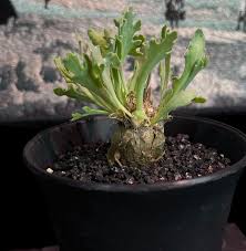 Image result for Othonna carnosa