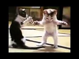 Arapca Kedi Sarkisi Sampiyon Tv Youtube