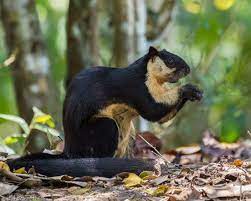 Black Giant Squirrel Kaeng Kratchan Np Thailand Dave S Travelogues Black Giant Squirrel Giant Squirrel Squirrel Species