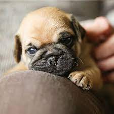 1 Pug Puppies For Sale In Orlando Fl Uptown Puppies