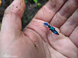 Image result for Urochloa bovonei