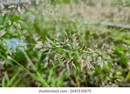 Image result for Leptochloa coerulescens