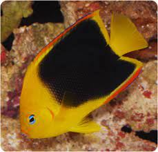 We did not find results for: Rock Beauty Angelfish Holacanthus Tricolor