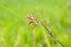 Image result for Cyperus spiralis
