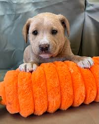 ❤️❤️owner found❤️❤️ This little girl was found walking