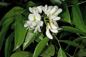 Image result for Craibia zimmermannii