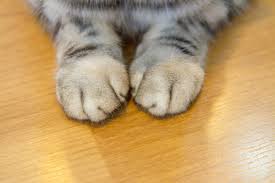 The cost of declawing to cats, is much more than the cost in the dollars paid to vets by the people who have this cruel operation done to their cats. Declawing In Cats Conditions Treated Procedure Efficacy Recovery Cost Considerations Prevention