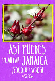 Asi Puedes Plantar Jamaica En Casa En Solo 4 Pasos Planta De Jamaica Cultivo De Plantas Cuidado De Plantas