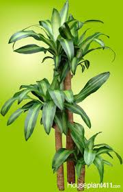 Dracena plant zum kleinen preis hier bestellen. Why Do Dracaena Houseplants Get Brown Tips Too Much Fertilizer Or Too Many Chemicals Like Fluoride In The Water Corn Plant Corn Plant Care Dracaena Plant