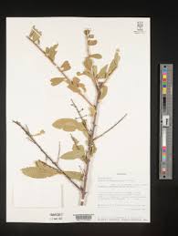 Image result for Boscia matabelensis