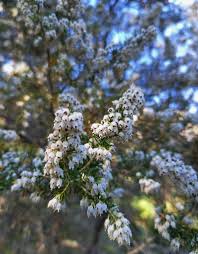 Image result for Erica arborea