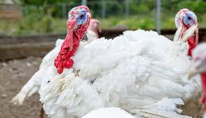 Watt global media has collected poultry production and processing data on more than 1,000 poultry producers from around the world. 6 Facts About Adding Turkeys To Your Chicken Flock Hobby Farms