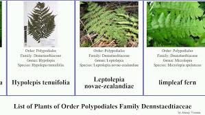Image result for Hypolepis sparsisora