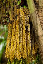 Image result for Caryota