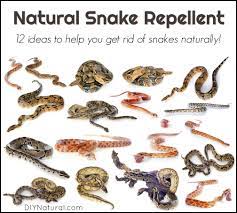 If you live in the western part of the united states, chances are you've had to watch out for them in your backyard and thought about how to generally, if you see a rattlesnake in your yard, it is looking for food or shelter so the biggest thing you can do is to get rid of any food sources. Natural Snake Repellent 12 Different Methods To Repel Snakes Naturally