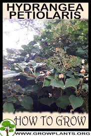 Keep the depth of the hole consistent with the size of the root ball so your plant sits level with or just higher than the surrounding soil. Hydrangea Petiolaris How To Grow Care
