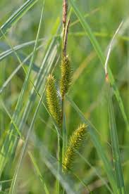 Image result for Carex johnstonii