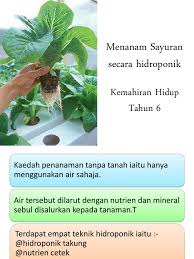 Menerangkan secara terperinci 3 teknik penanaman secara hidroponik iaitu teknik hidroponik takung, teknik hidroponik nutrien cetek dan teknik hidroponik nutrien dalam. Tanaman Sayuran Tahun 6