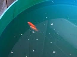 Put Goldfish In Your Rain Barrels To Eat The Mosquito Larvae Clever Rain Barrel Aquaponics Mosquito Larvae