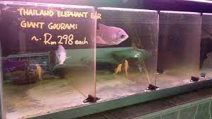 It was crazy to see all of the insane fish that were available. Xian Long Aquatic Jenis Ikan Harga Youtube