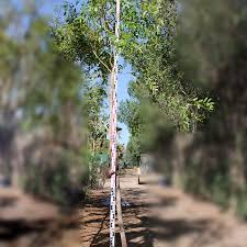 Image result for Cordia senegalensis