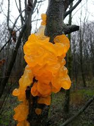 Tremella Mesenterica Photo By Dario Dal Fante Cogumelos Selvagens Plantae Cogumelos