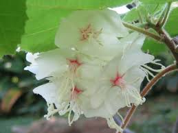 Image result for Dombeya burgessiae