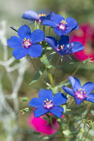 Image result for Lysimachia monelli