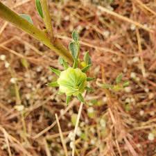 Image result for Hibiscus panduriformis