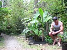 Maybe you would like to learn more about one of these? Japanese Fiber Bananas On Salt Spring Island Youtube