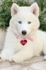 7 dogs with absolutely stunning blue eyes best pet lovers tiern 7 dogs with absolutely stunning blue eyes best pet kopek turleri kopek yavru kopek