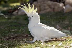 cockatoo