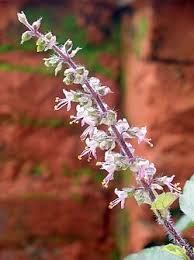 Image result for Ocimum urundense