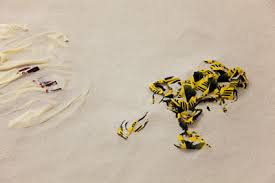 Bildergebnis für Vanessa Safavi