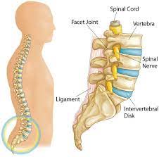 One of two bean shaped organs located in the lower back (of people) that are responsible for the production of urine as they filter the blood. Back Pain In Children Orthoinfo Aaos