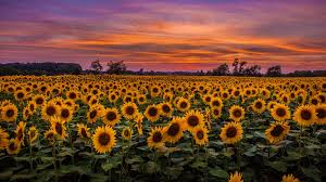 Download Wallpaper 1366x768 Sunflowers Field Sunset Sky Clouds Tablet Laptop Hd Background In 2020 Field Wallpaper Sunflower Wallpaper Aesthetic Desktop Wallpaper