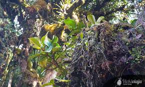 Anyone visiting the hill station will know that there are a lot of very interesting places to visit and see. Cameron Highlands Malaysia Eine Teeplantagen Mossy Forest Tour