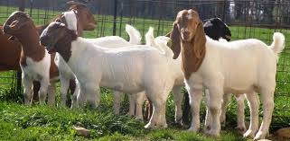 Check spelling or type a new query. Jenis Jenis Kambing Dalam Penternakan Di Malaysia Cara Menternak Kambing
