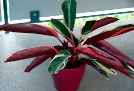 Image result for Ktenante Ctenanthe