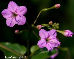 Image result for Commicarpus