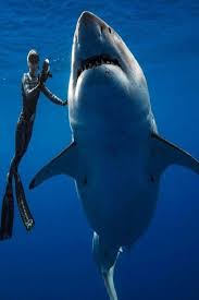 Divers Swim With What Could Be The Biggest Great White Shark Ever Filmed Video Divers Swim Bi Largest Great White Shark Big Great White Shark White Sharks