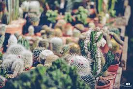 De hecho, en muchos mercados trataron de imitar lo que sucedió en la versión original y les pusieron nombres que comenzaban con la misma letra. Cactus La Casita De Robin