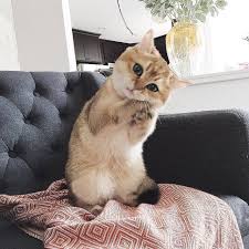 Dear Santa All I Want For Christmas Is Catnip By Oscar Theteddybear Happycatsonline Cute Cats Kittens Cutest Cute Animals