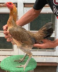 Gambar ayam ninja / ayam: Get Ayam Pama Ninja Betina Background