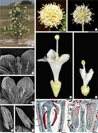 Image result for Rutidea fuscescens