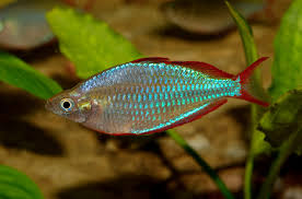 Check spelling or type a new query. What Plants Can I Pair With Plant Eating Fish Petguide
