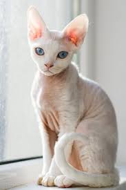 I Want One Of These Beauties Soooo Bad Lol Devon Rex Cats Rex Cat Cat Love