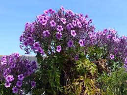 With david van den berg, tommy davis, jeffrey giammalvo, ylian alfaro snyder. Micro Climat Le Geranium De Madere En Fleur Des Le Mois De Mai Bild Von Ile De Batz Roscoff Tripadvisor