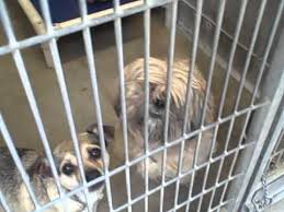 Participating veterinarians near palmdale, ca. Lancaster Ca Animal Shelter