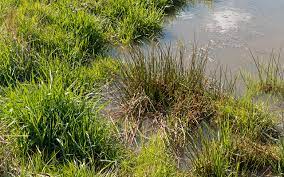 Check spelling or type a new query. File Tufts Of Grass And Lakeshore Bulrush Jpg Wikimedia Commons